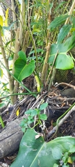 Philodendron