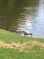 Branta leucopsis