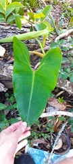 Philodendron