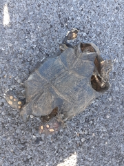 Gopherus berlandieri