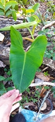 Philodendron