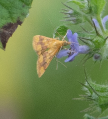 Pyrausta phoenicealis