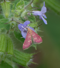 Pyrausta signatalis