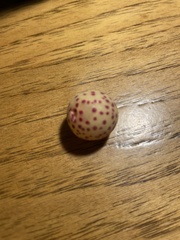 Atrusca quercuscentricola