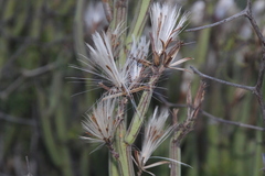 Kleinia longiflora