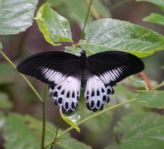 Papilio polymnestor