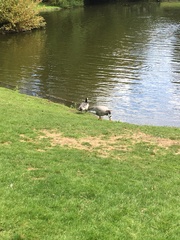 Branta leucopsis