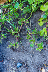 Mesembryanthemum aitonis