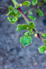 Mesembryanthemum aitonis