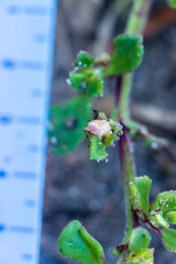 Mesembryanthemum aitonis