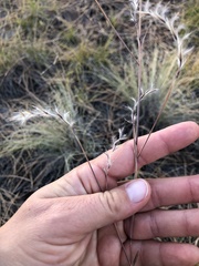 Schizachyrium scoparium