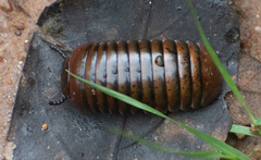Arthrosphaera