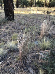 Schizachyrium scoparium