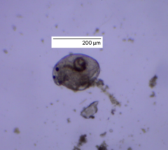 Chydoridae