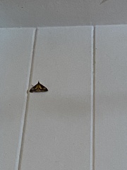 Uresiphita ornithopteralis