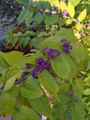 Callicarpa dichotoma