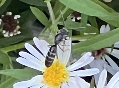 Lasioglossum fuscipenne