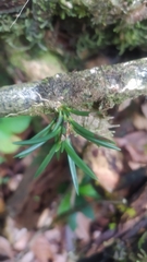 Maxillaria uncata