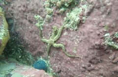 Amphiura constricta