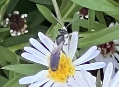 Lasioglossum fuscipenne