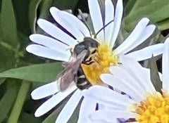 Lasioglossum fuscipenne