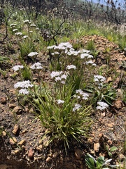 Corymbium villosum