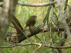 Arremonops rufivirgatus