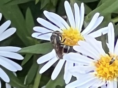 Lasioglossum fuscipenne