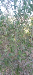 Gymnosporia buxifolia