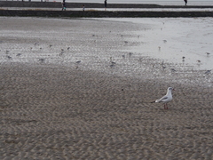 Chroicocephalus ridibundus