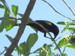 Icterus pyrrhopterus