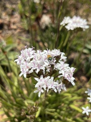 Corymbium villosum