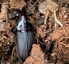 Harpalus pensylvanicus