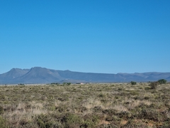 Raphicerus campestris campestris