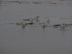 Calidris alba
