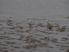 Calidris alba