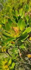 Leucadendron laureolum