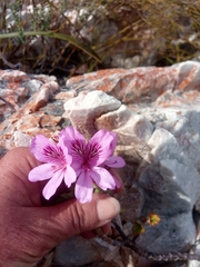 Pelargonium cucullatum
