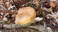 Cystoderma carcharias