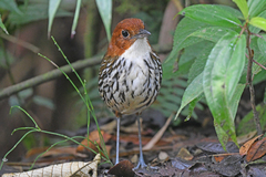 Chestnut-Crowned Antpitta photo 2