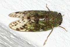 Dyticopycna semiclara