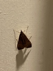 Uresiphita ornithopteralis