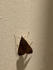 Uresiphita ornithopteralis