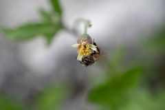 Apis mellifera