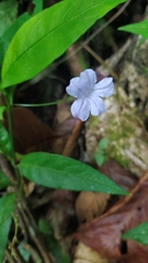 Ruellia rubra