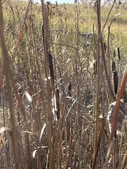 Typha latifolia