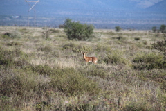 Raphicerus campestris campestris