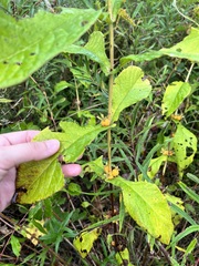 Triosteum perfoliatum