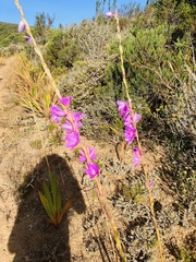 Watsonia marginata
