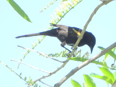 Icterus pyrrhopterus